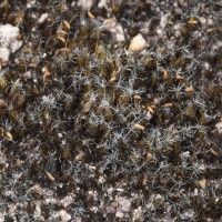 Heath Star-moss